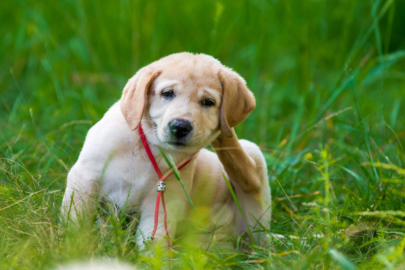 puppy proofing your home