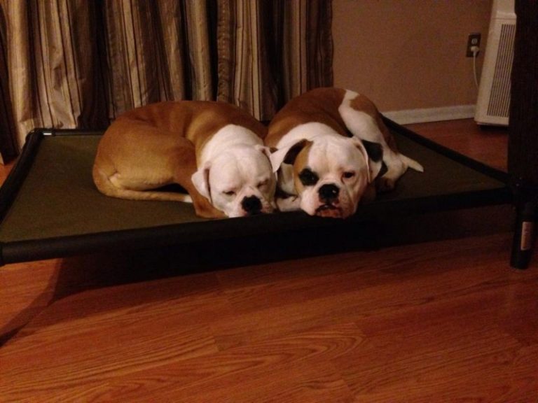 Puppy Sleeping Arrangements That Make Nights Easier