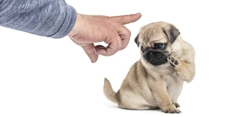 Effective Ways to Stop Puppy Biting Fast