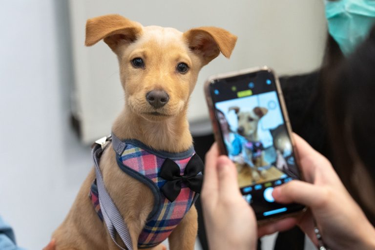 Things To Consider Before You Adopt A Dog