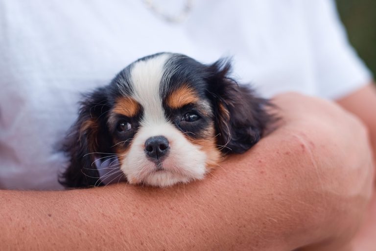 Puppy Feeding Guidelines: What to Feed and How Often