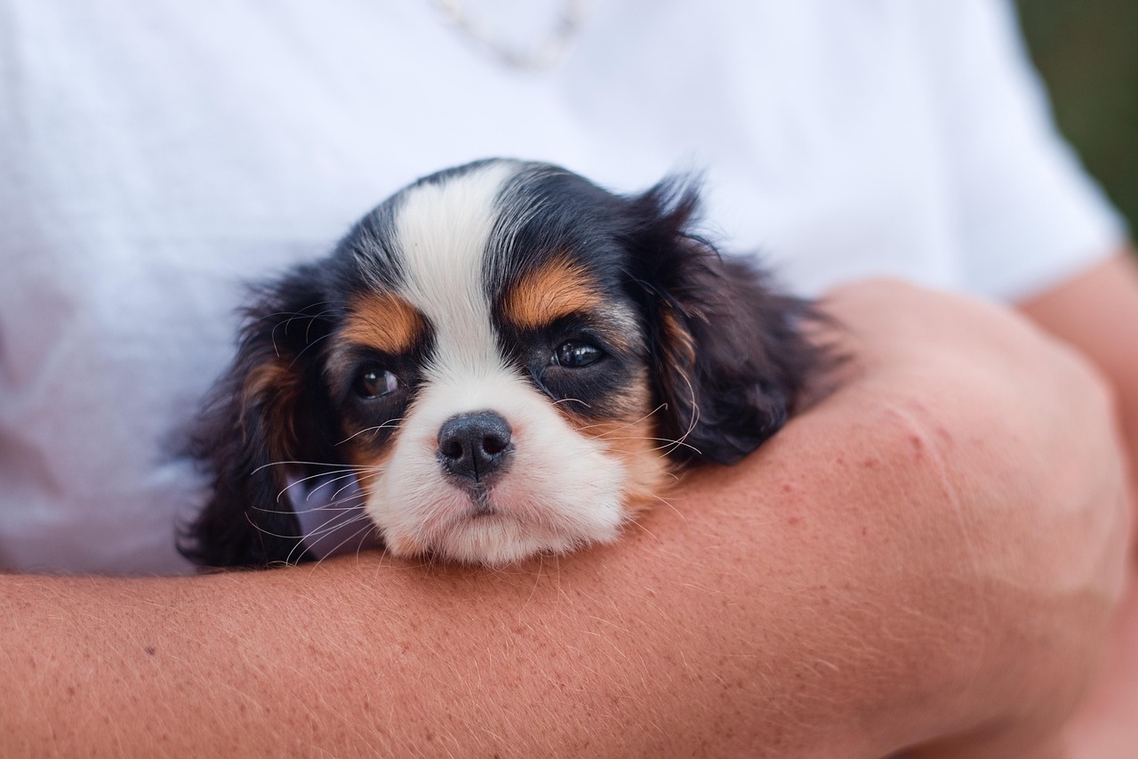 Puppy Feeding Guidelines: What to Feed and How Often