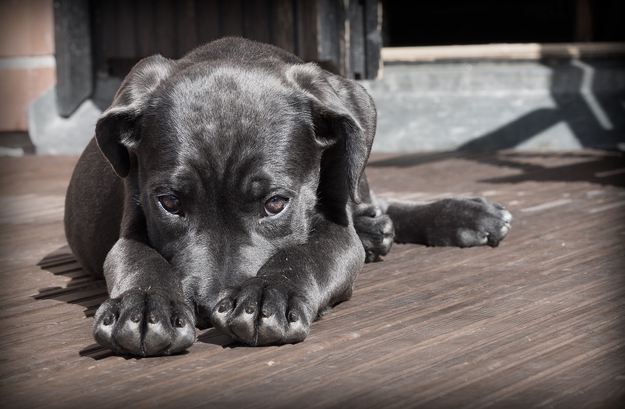 Potty Training in an Apartment: A Stress-Free Guide for Urban Dog Owners