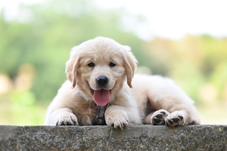 What Not to Do With Puppies: House-Training Mistakes