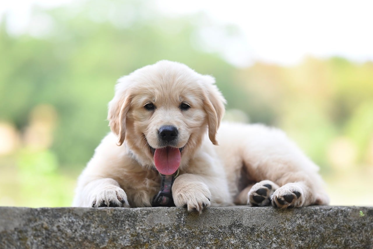What Not to Do With Puppies: House-Training Mistakes