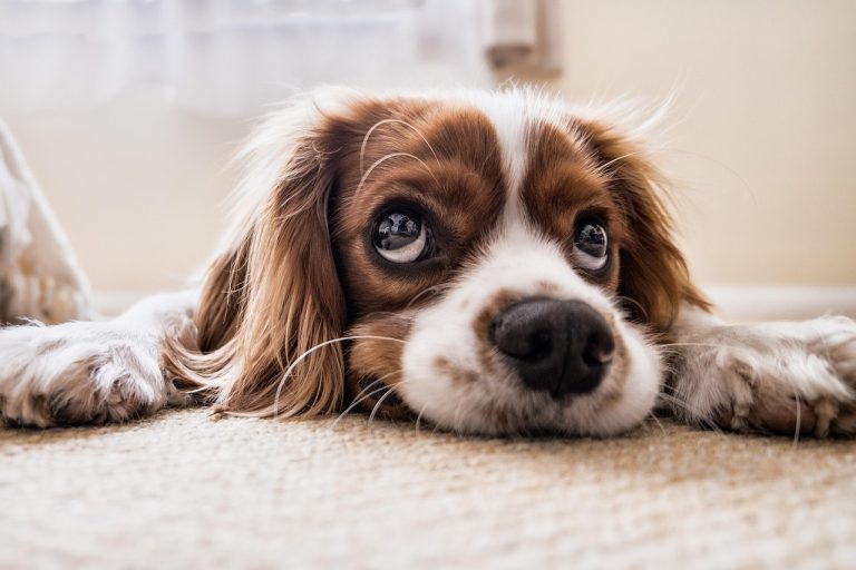 How to House Train Your Puppy Faster With Simple, Proven Methods